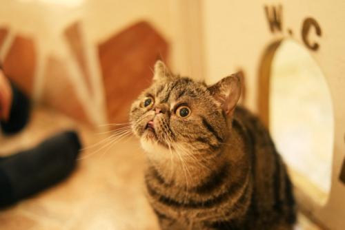 エキゾチックショートヘア