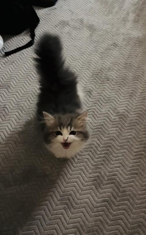 ママさんの呼び掛けに返事する子猫