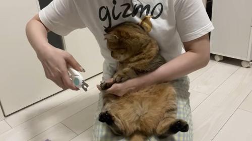爪をきる飼い主さん