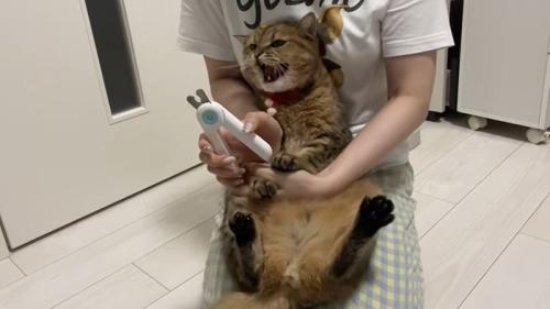 シャーと怒るみにらくん