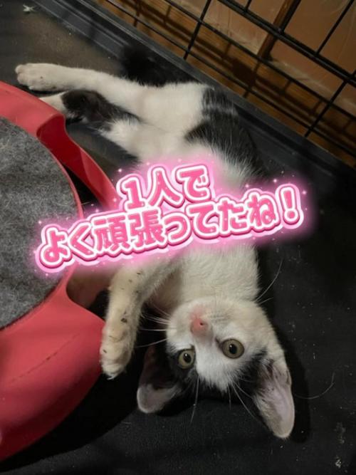 仰向けの子猫