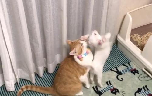 茶白の前で白猫が立ち上がる