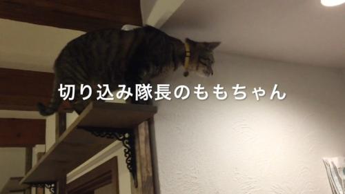 切り込み隊長のももちゃん