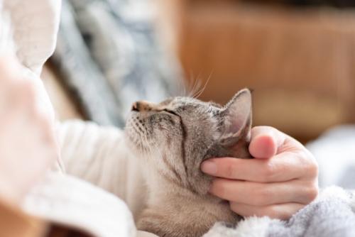 幸せそうな表情を浮かべる猫