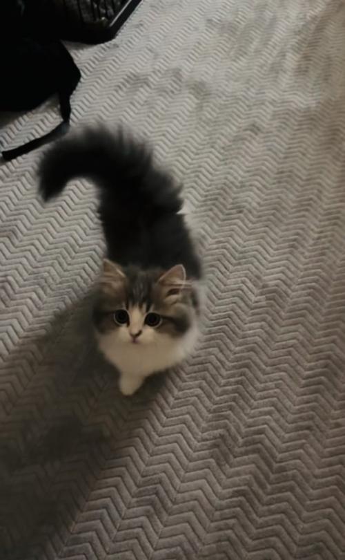 ママさんのもとに駆けてくる子猫