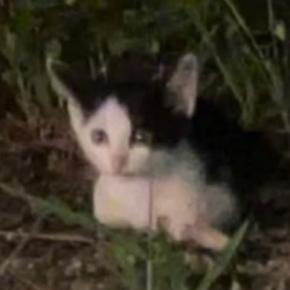 スーパーの駐車場で『鳴き続けていた子猫』…保護の瞬間と『心温まる変化』に感動の声「よく頑張ったね」「出会えてよかった」と12万再生