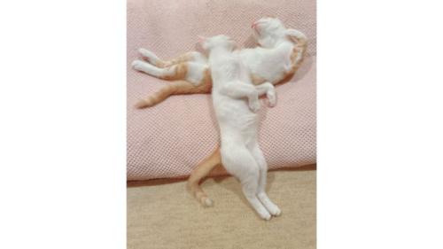 寝ている子猫