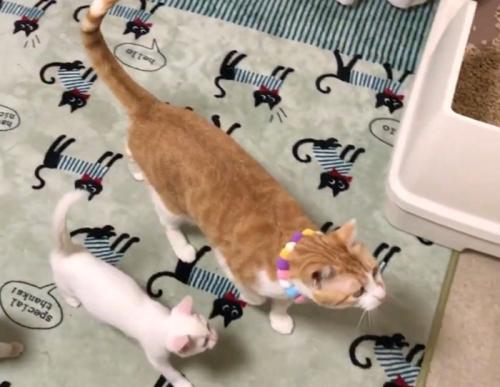 猫が2匹並んで歩く