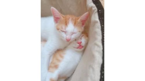 室内にいる猫