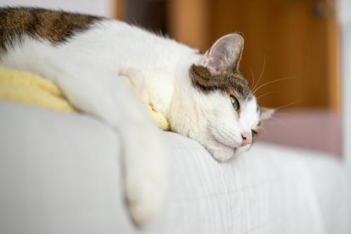 ぐったりした猫
