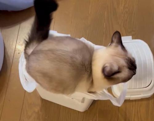 お尻を振る猫