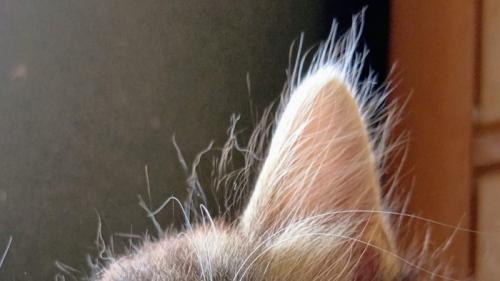 子猫の耳のパヤ毛のアップ