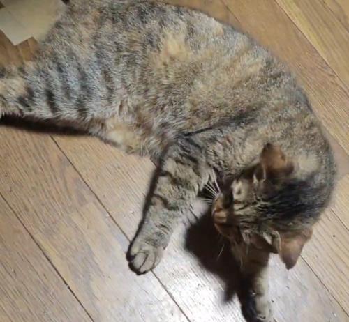 飼い主に手を放されて、上体を起こす猫