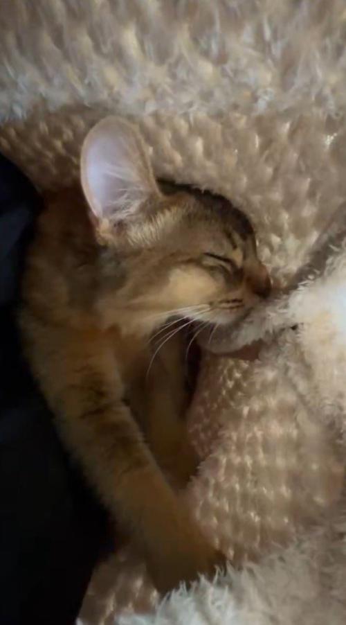 飼い主と着る毛布に包まれる猫