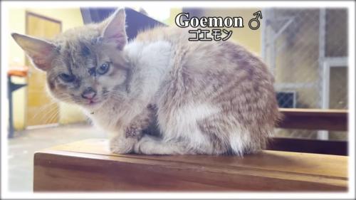 傷だらけの子猫