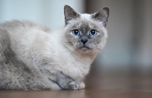 木の床で静かに伏せる猫