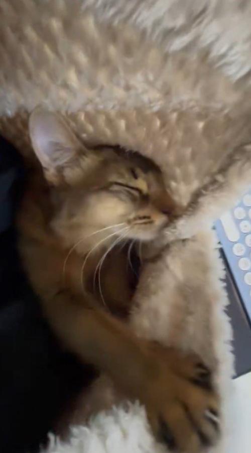 着る毛布を握りながら目を細める猫