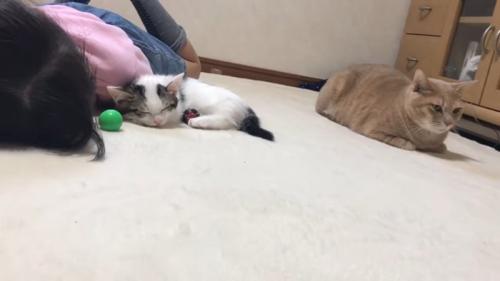 寝る子猫