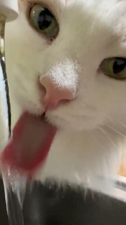 流れている水を舌ですくう猫