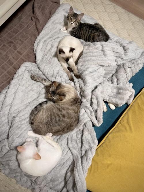5匹の猫が集まってリラックスしている様子（1匹は足のみ）