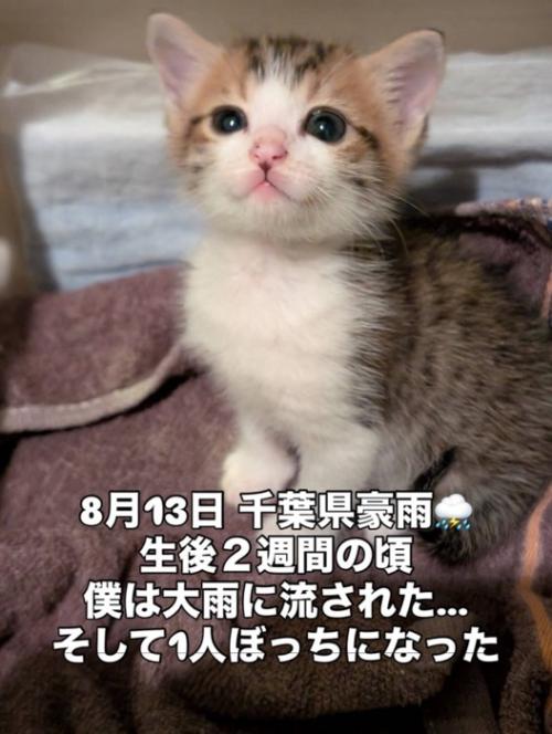 お座りする子猫