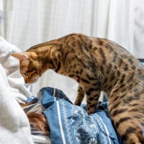 猫があなたが『寝ているときに襲いかかる』5つの理由 どんな目的があるの?やめさせるための対処法まで
