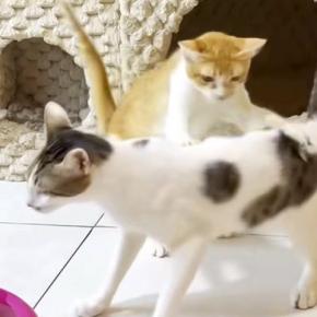 保護から2か月が経った『警戒心の強い子猫』→先住猫との対面で攻撃を繰り返すも…胸が熱くなる『神対応』に反響「感動した」「素晴らしい」