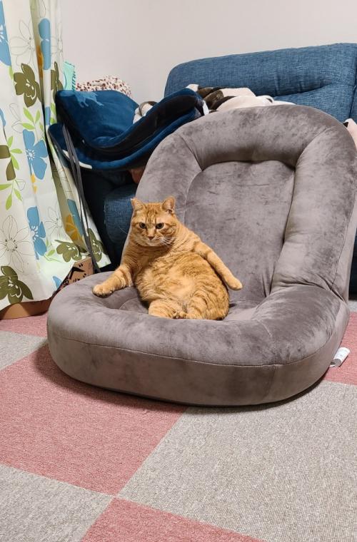 ソファーに座る猫