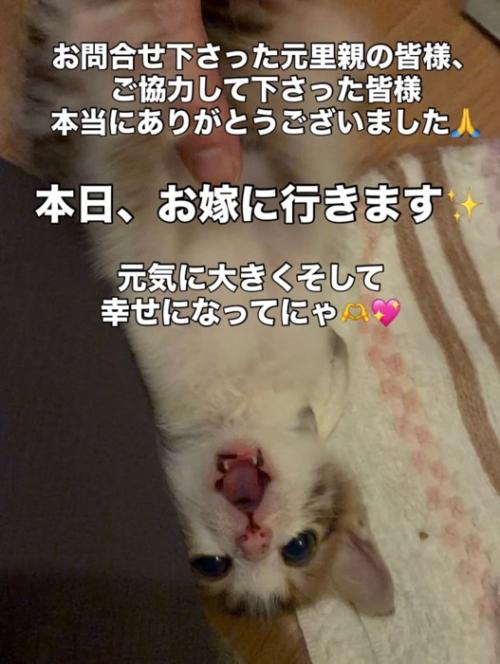 仰向け口を開ける子猫