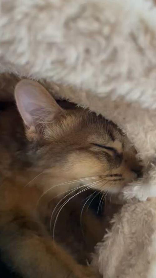 飼い主が着ている着る毛布の中に入っている猫