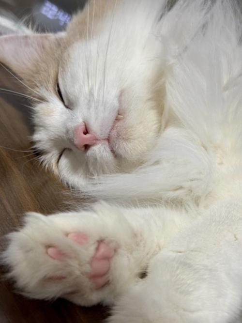 眠っている猫の肉球