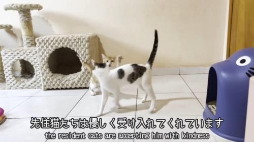 猫パンチをする子猫