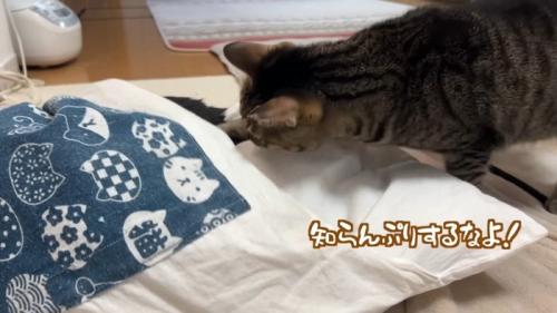 知らんぷりするなよ！