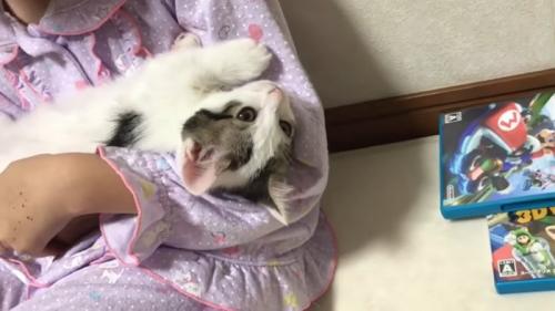 寛ぐ子猫