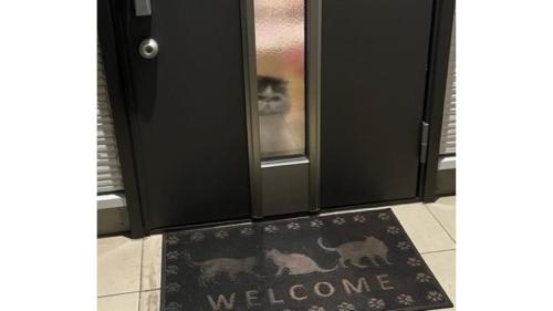 ドア前にいる猫