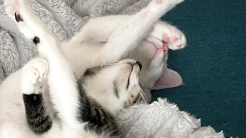 あごを上げて寝ているキジ白と白猫の子猫