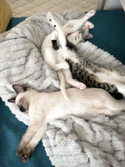 重なり合って寝ている子猫3匹の姿