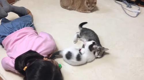 ニャンプロ