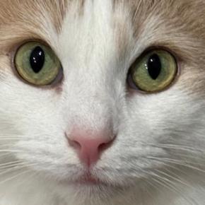 こっそりシンクに入って遊んでいた猫→バレてしまった理由は…床に残された『決定的証拠』に「めっちゃ可愛すぎ」と16万表示