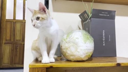 テーブルの上の猫