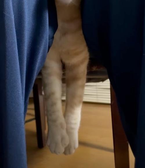 宙に浮く猫