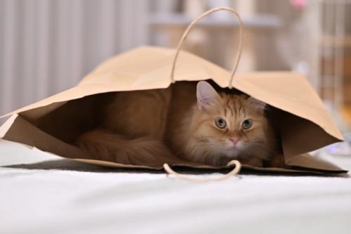 隠れる猫