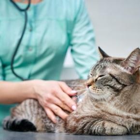 猫が『頭を打った』ときに注意すべきこと5つ　起こりうるトラブルや取るべき対応まで