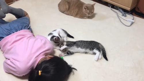 毛づくろい