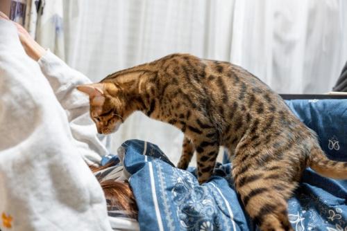 飼い主に乗っかる猫