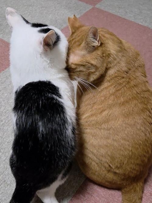 白黒猫に額をつける猫
