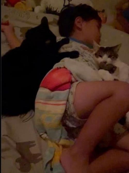 ぐっすり眠る4歳児に寄り添う猫3匹