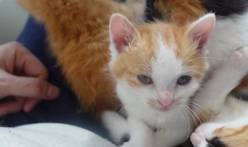人間に抱っこされて落ち着いた表情をする子猫