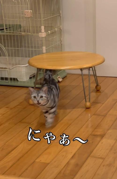 ママの声に返事をする猫