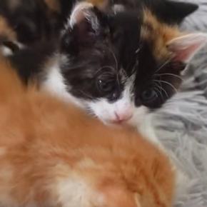 クッションの上にいる『4匹の子猫』→少しずつ体を寄せ合っていくと…可愛すぎる光景に「たまらない景色」「幸せな気持ちになった」の声